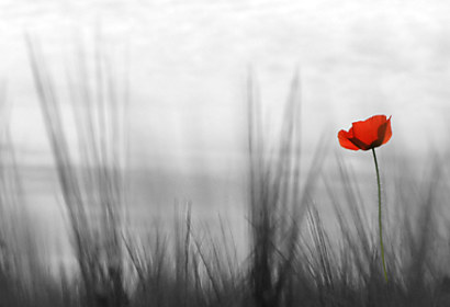 Fototapeta Vivid Poppy 24086